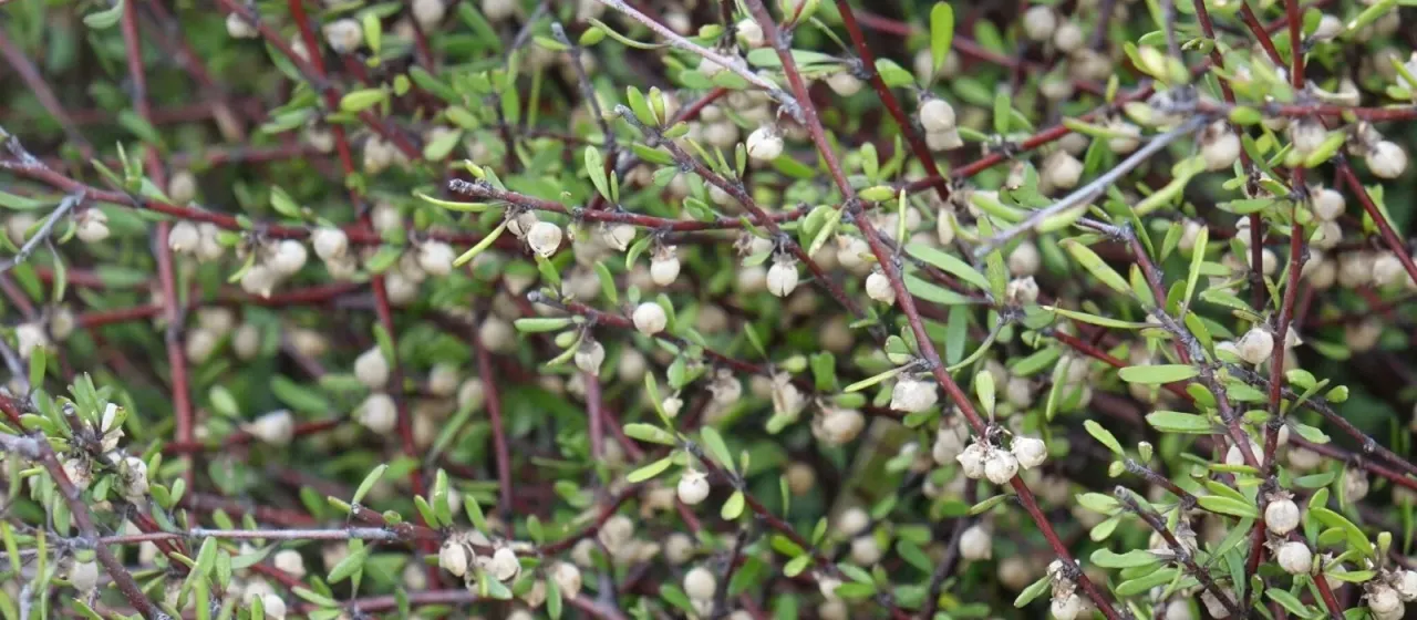 Plagianthus divaricatus
