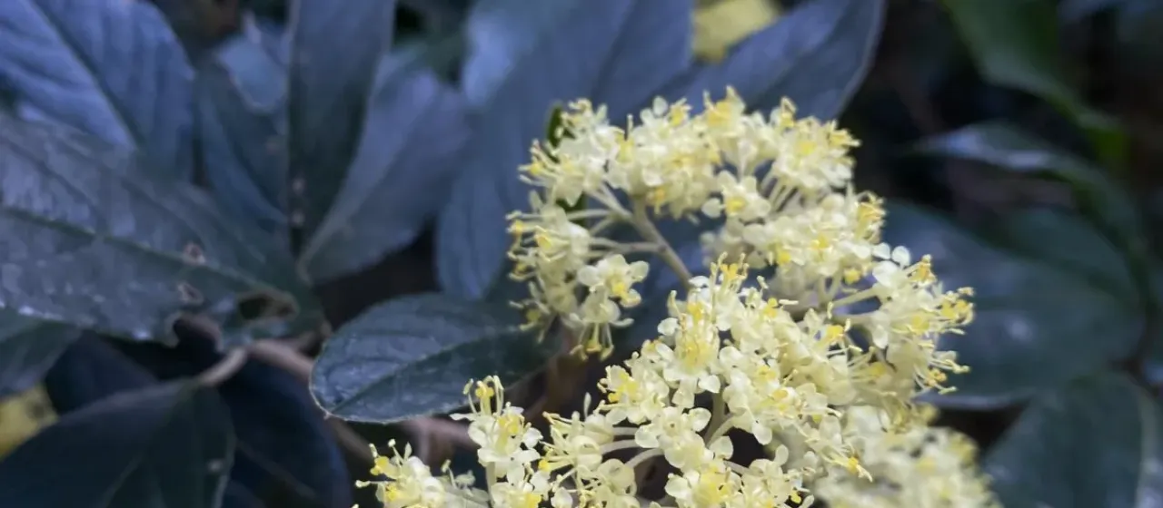 Pomaderris elliptica