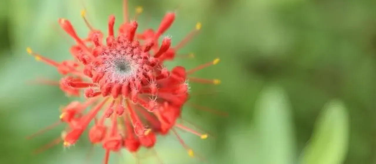 Pimelea haematostachya