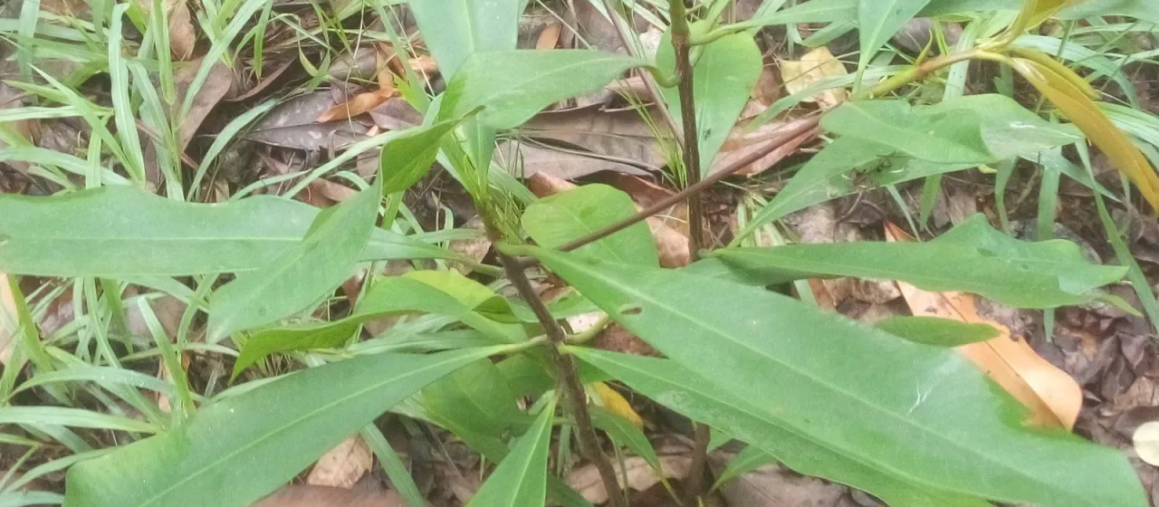 Pentadesma butyracea