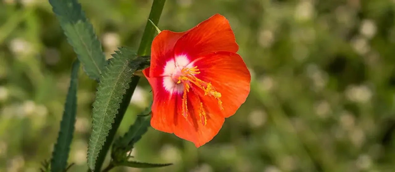 Pentapetes phoenicea