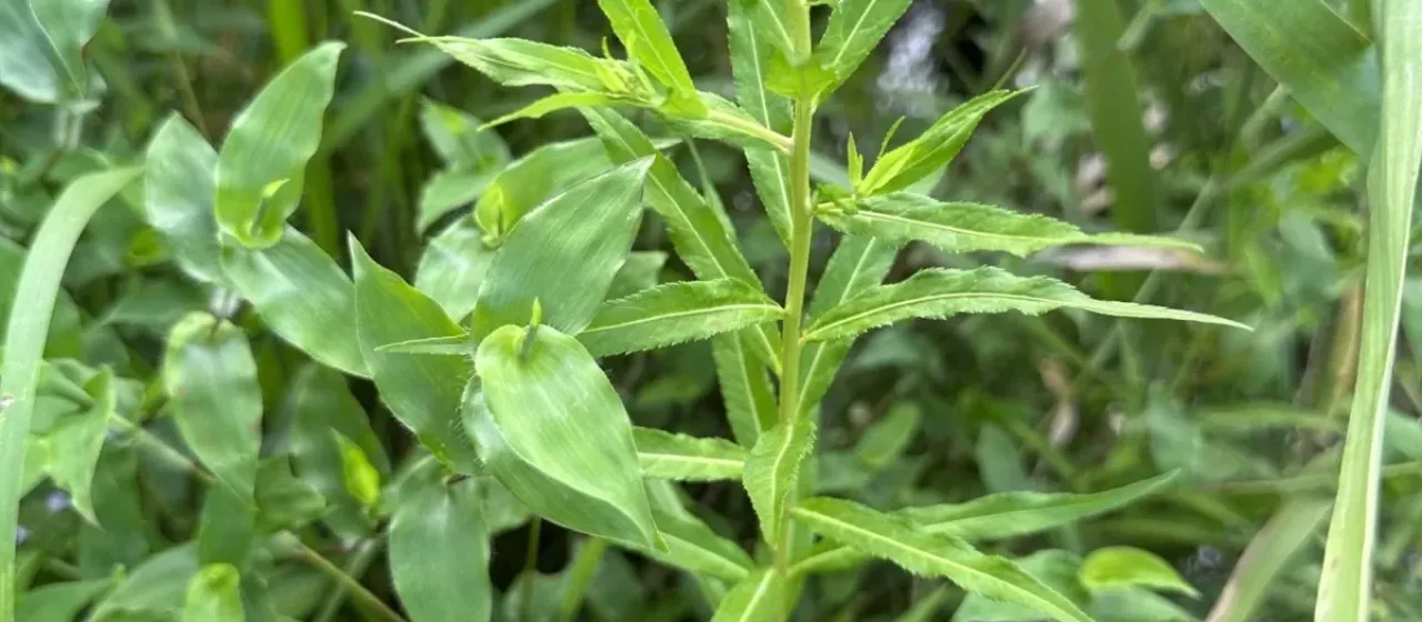 Chinese penthorum
