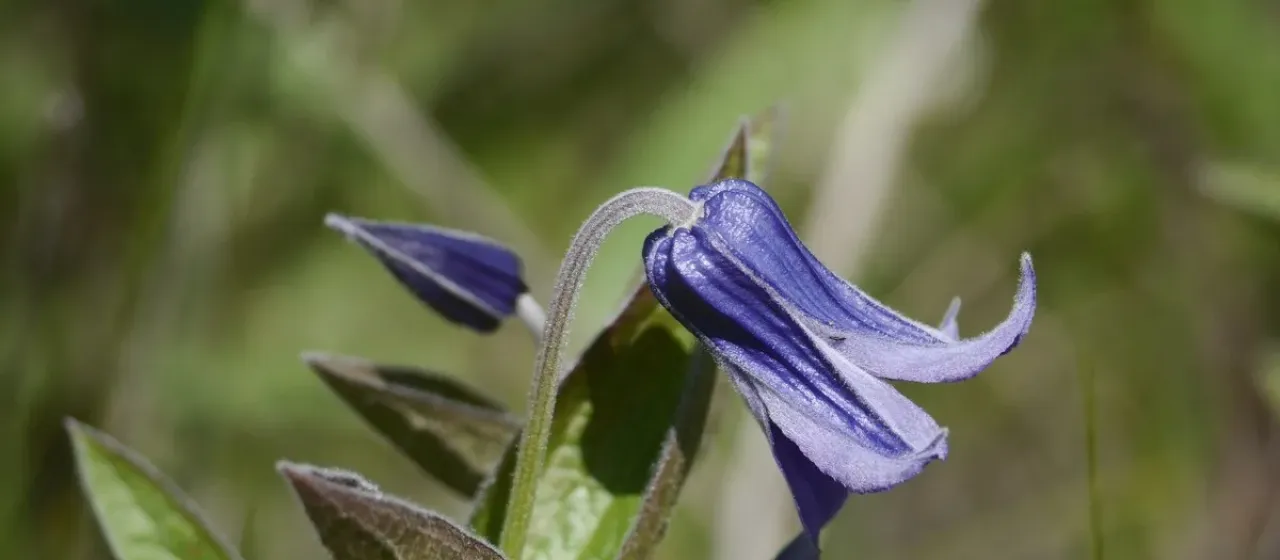 Solitary clematis