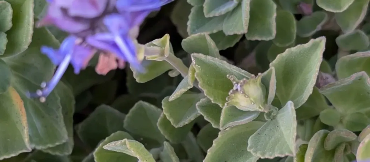 Pycnostachys