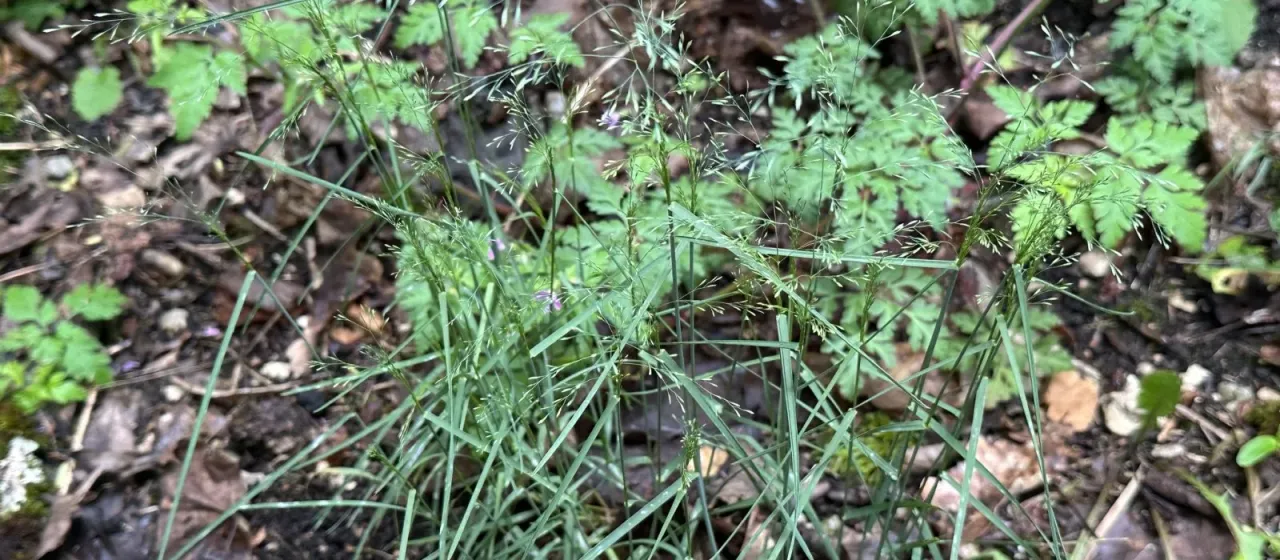 Wood bluegrass