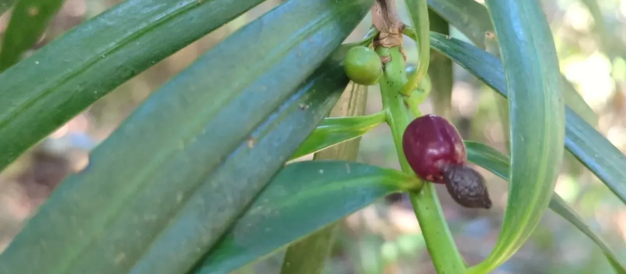 Podocarpus coriaceus