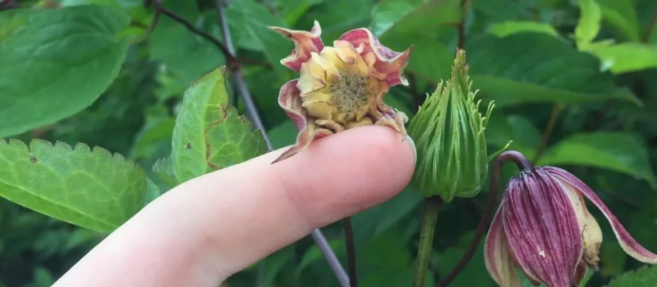 Korean clematis