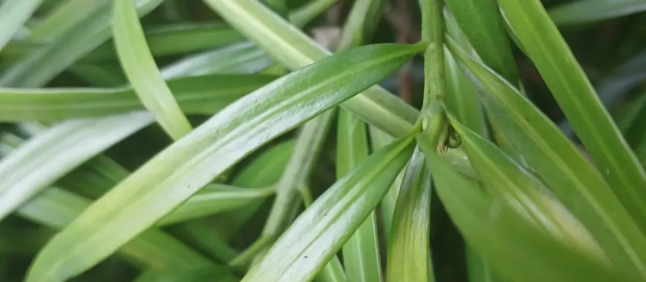 Henkel's yellowwood