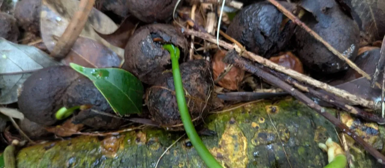 Afrocarpus mannii
