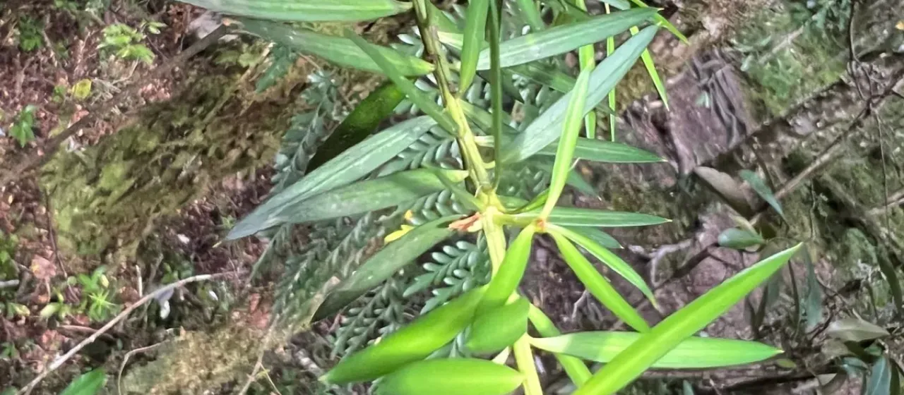 Podocarpus nubigenus
