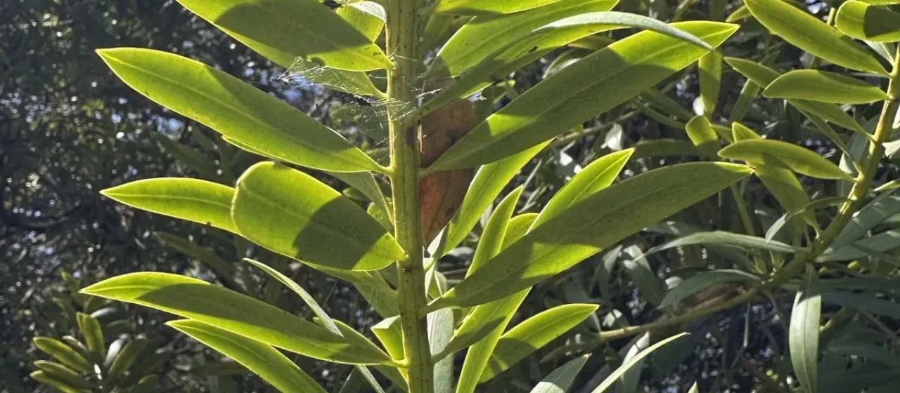 Podocarpus oleifolius