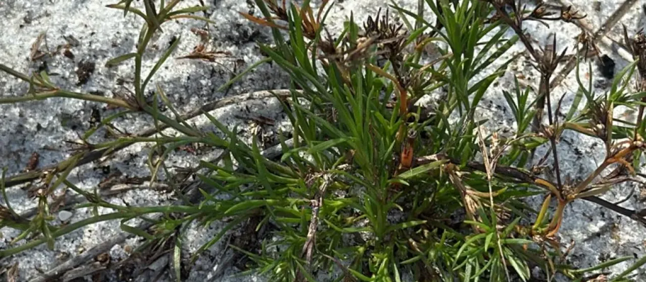 Polypremum