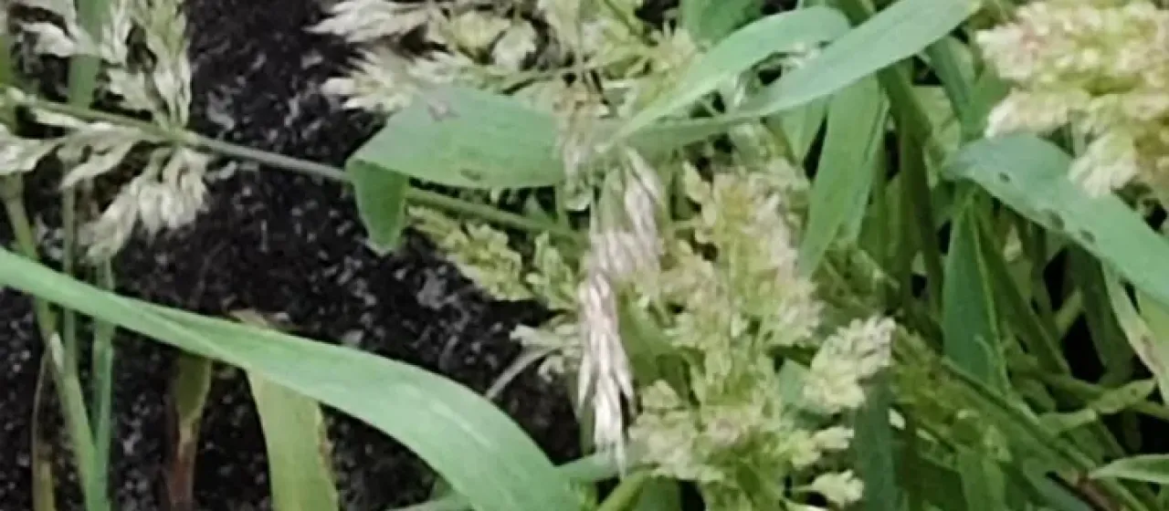 Polypogon fugax