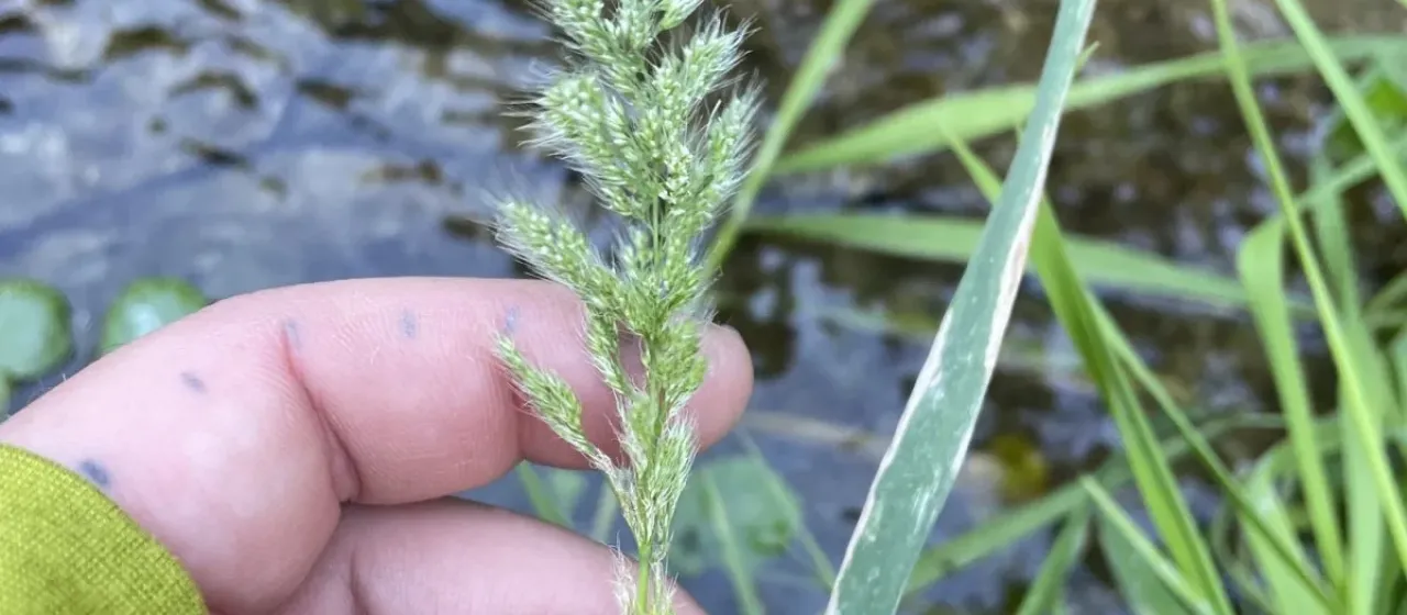 Polypogon interruptus