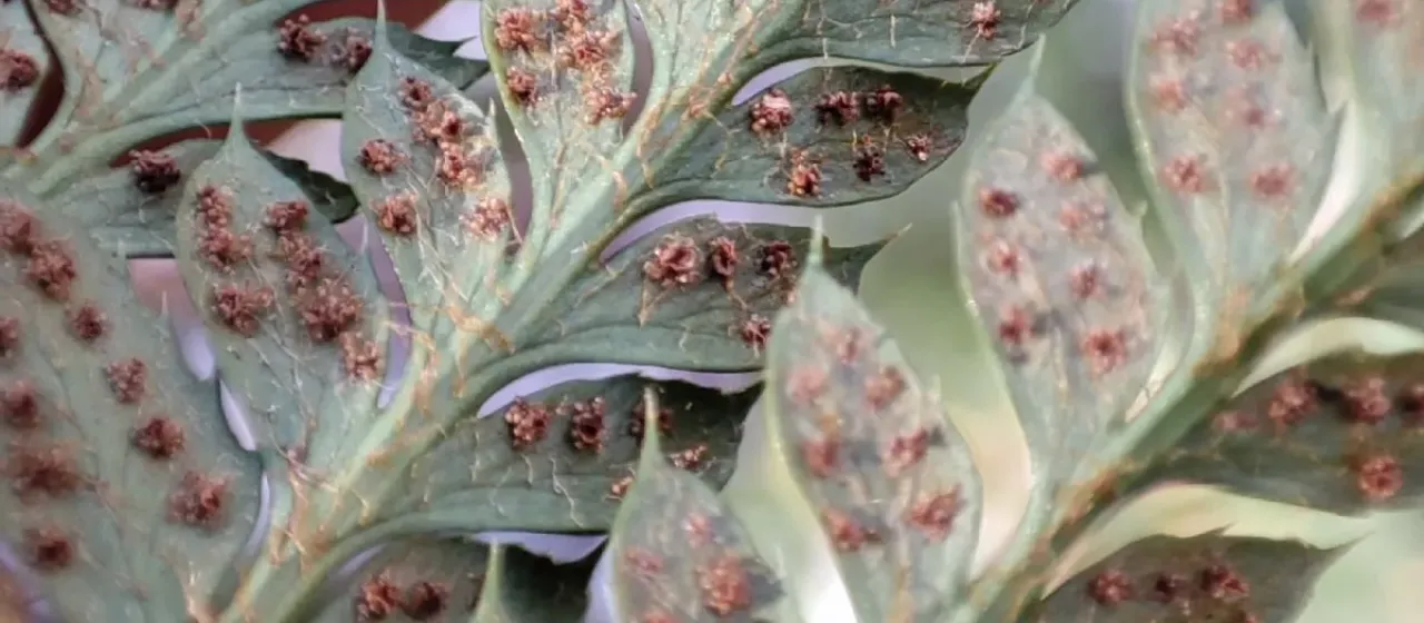 Hard shield fern