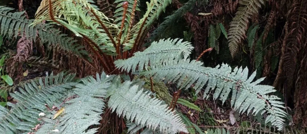 Prickly shield fern