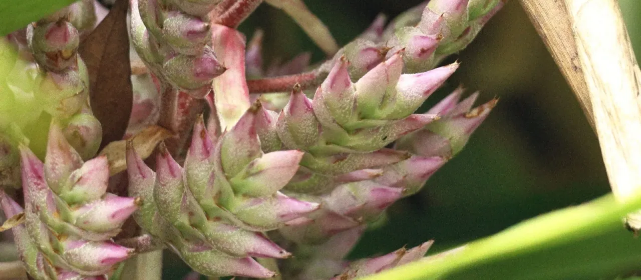 Aechmea smithiorum