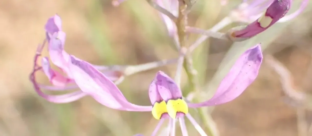 Polanisia maculata