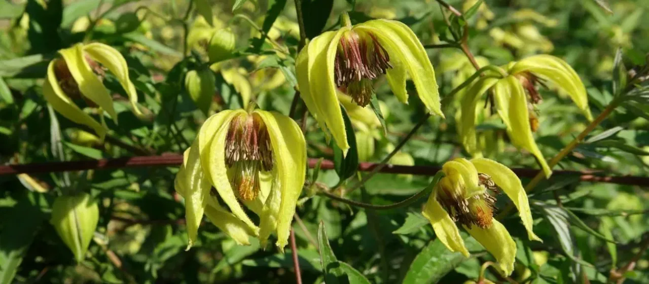 Clematis serratifolia