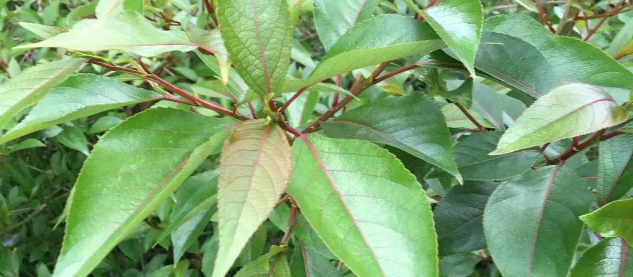 Yunnan poplar