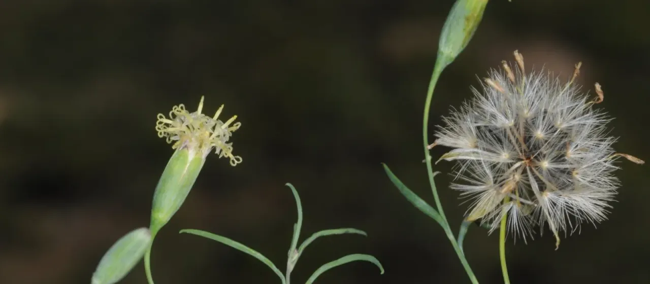 Porophyllum lanceolatum