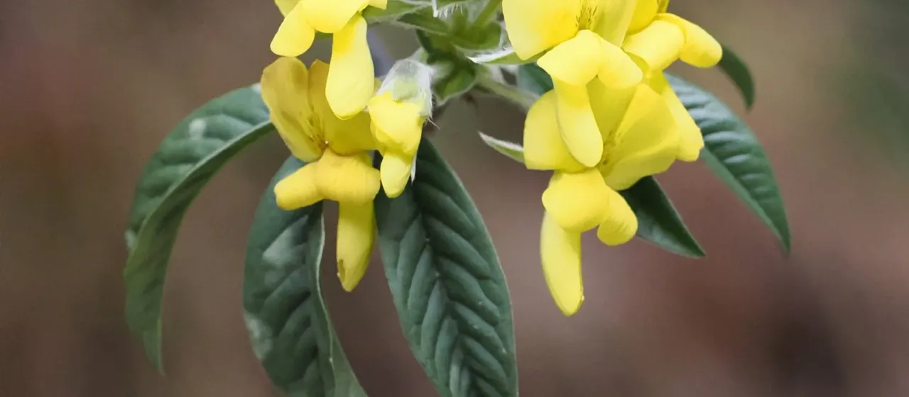Himalayan laburnum