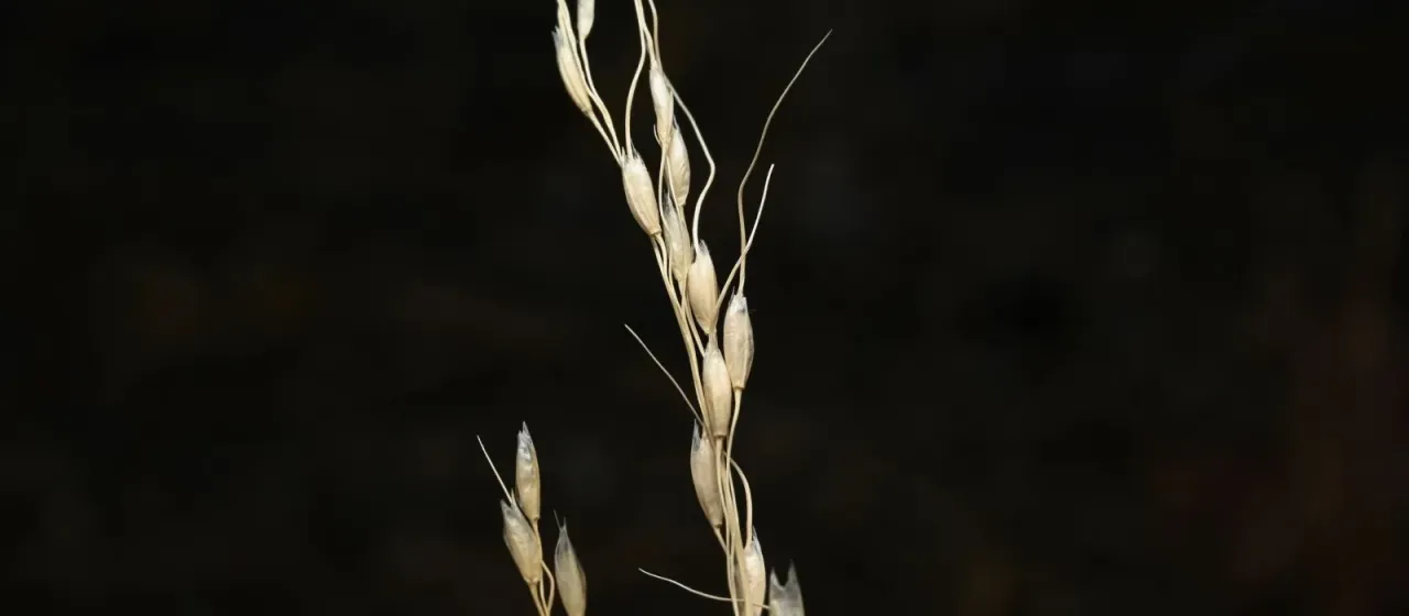 Fringed Piptochaetium