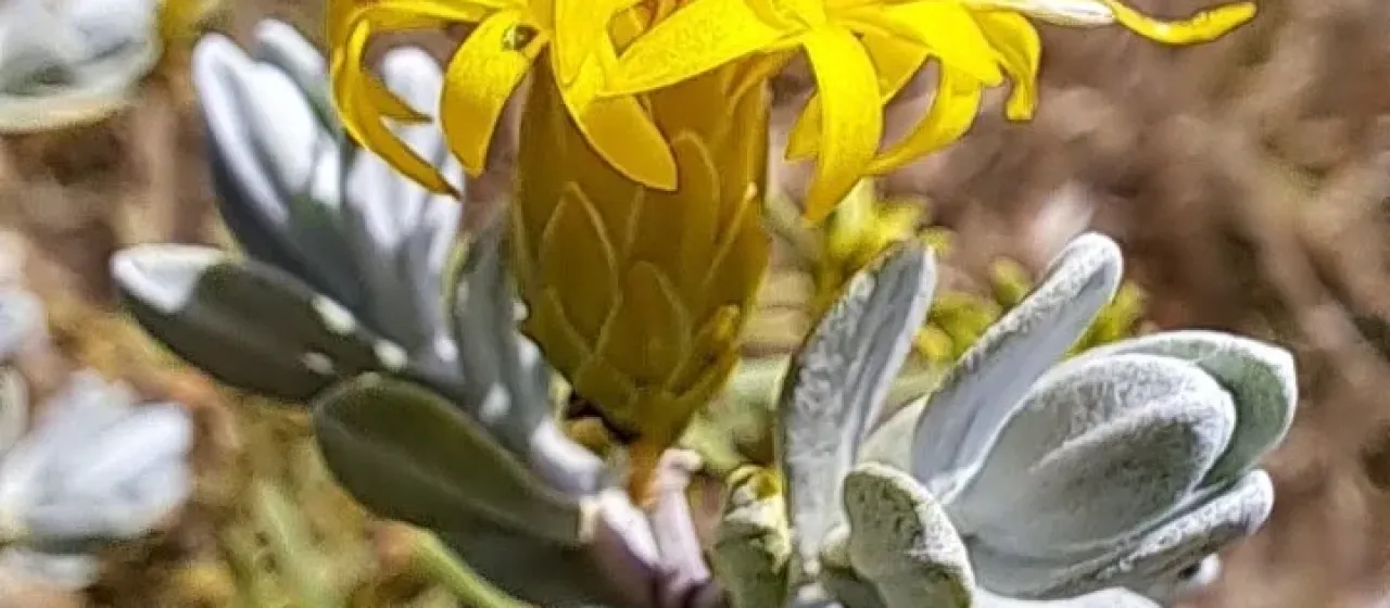 Pteronia incana