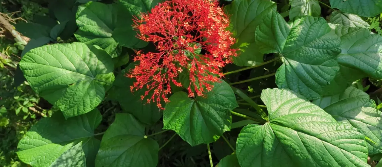 Pagoda flower