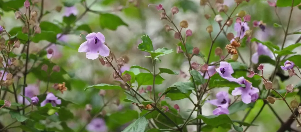 Balm-leaf mint bush