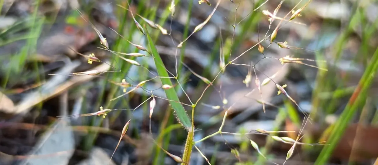Pentaschistis