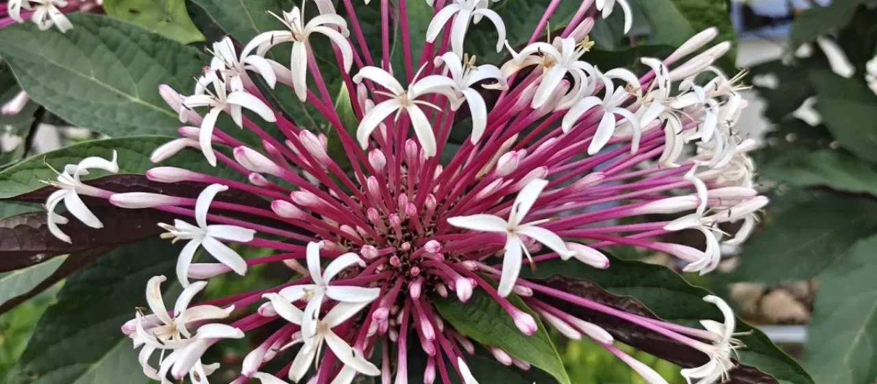 Clerodendrum quadriloculare