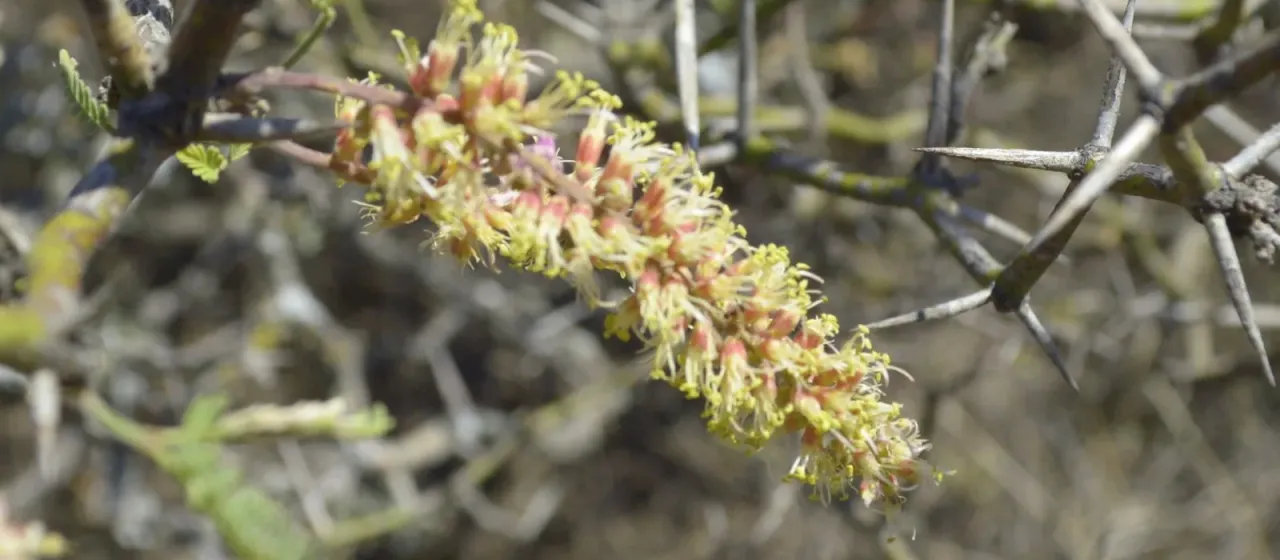 Neltuma elata