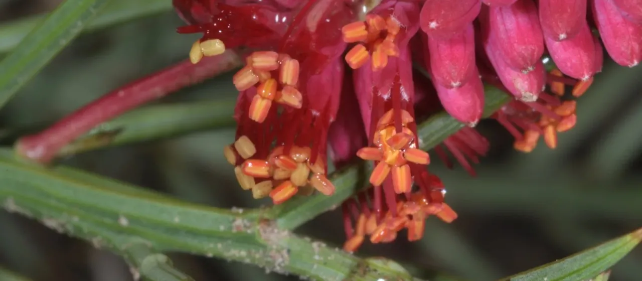 Neltuma humilis