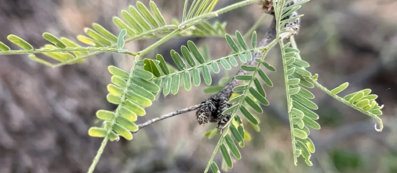 Velvet mesquite
