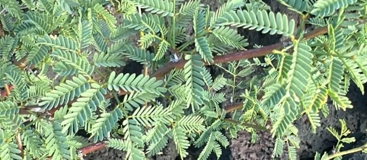 Neltuma pallida