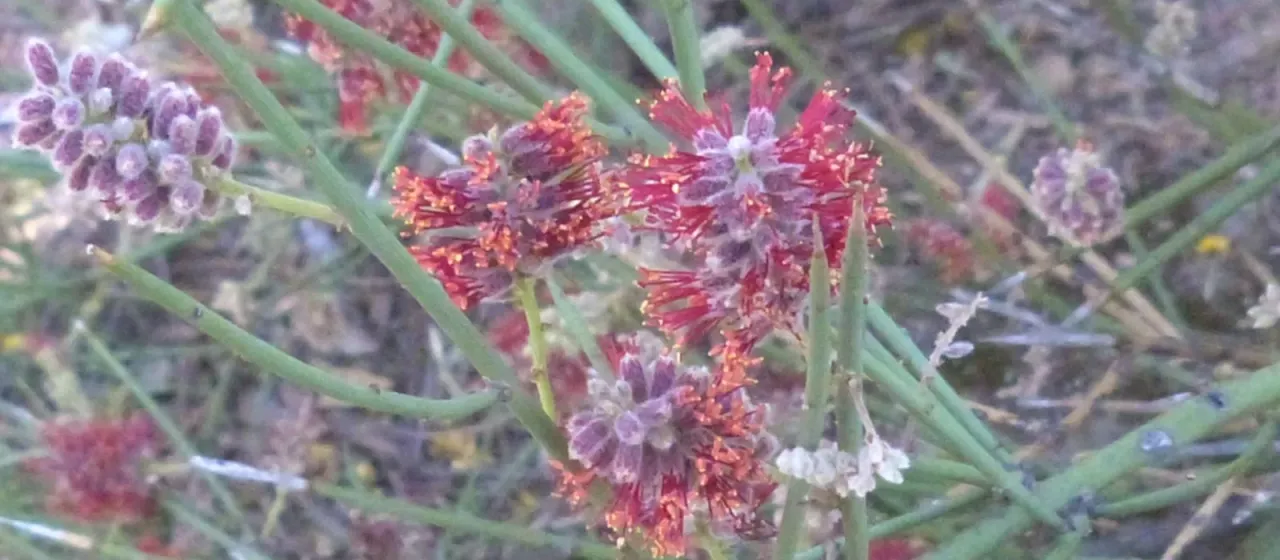Neltuma sericantha
