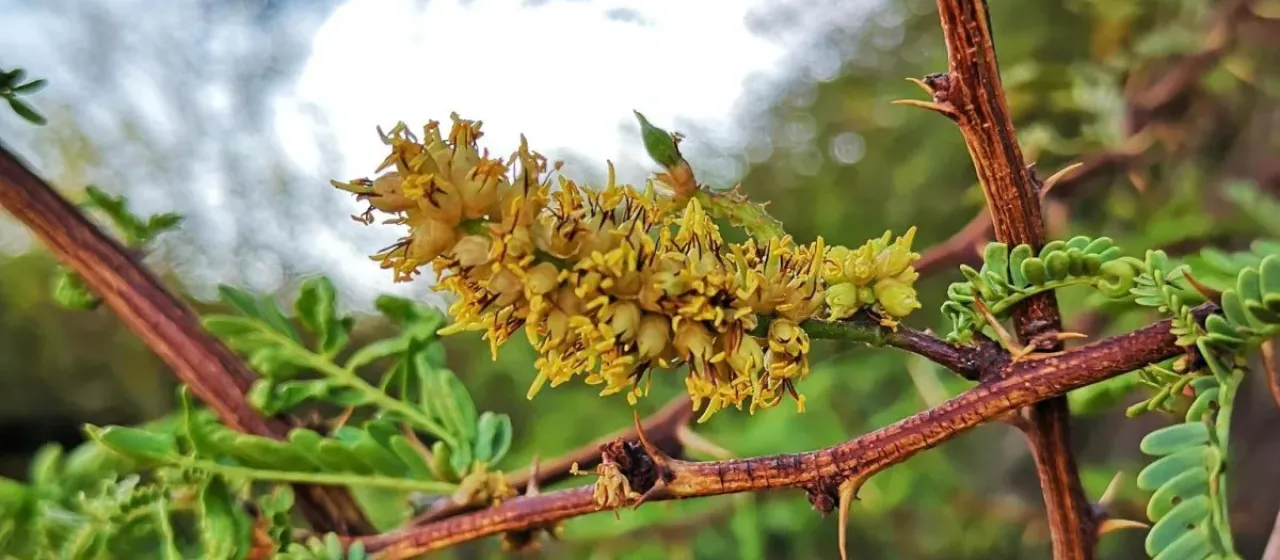 Strombocarpa tamarugo