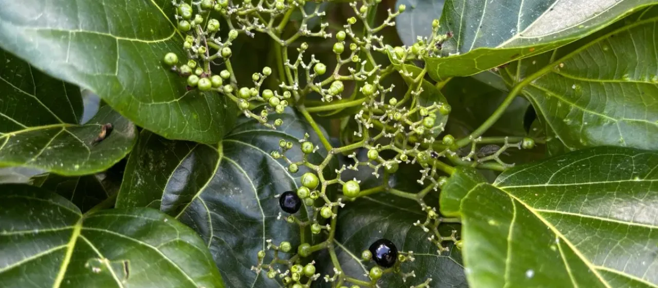 Premna serratifolia