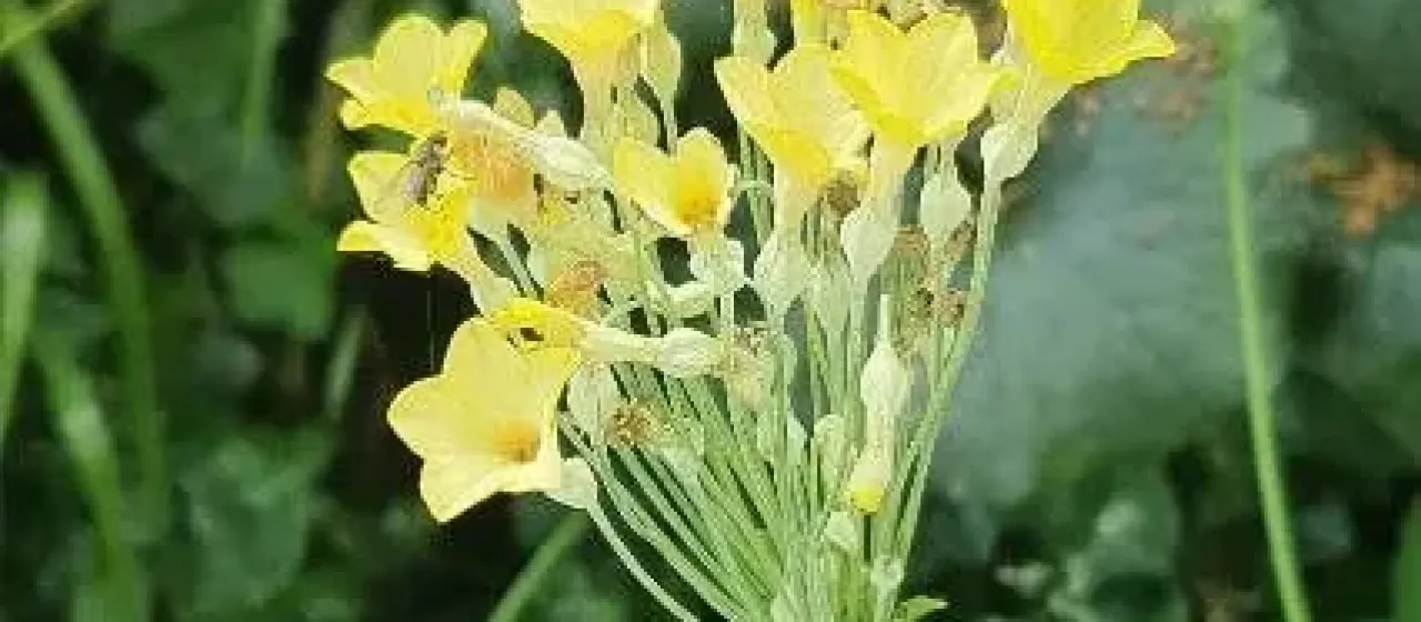 Примула Флоринды