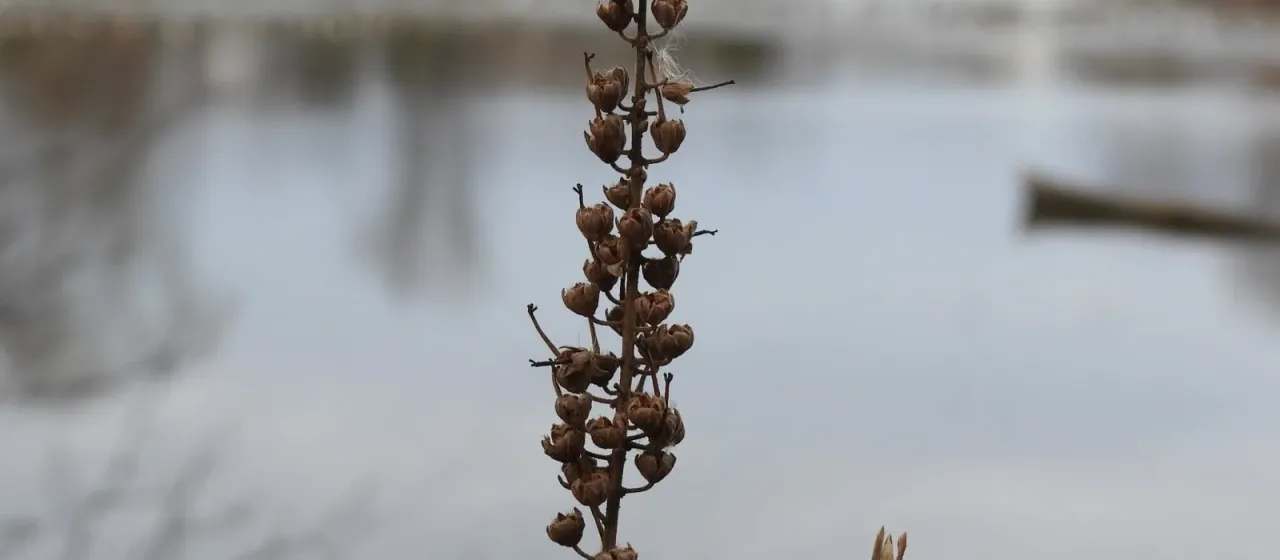 Clethra alnifolia