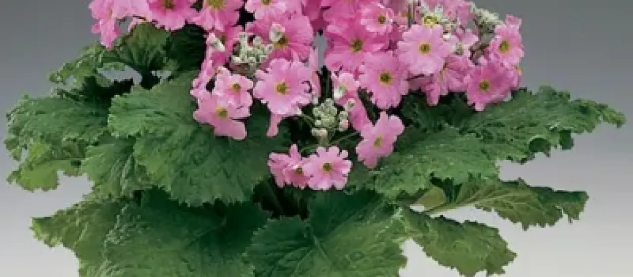 Chinese primrose