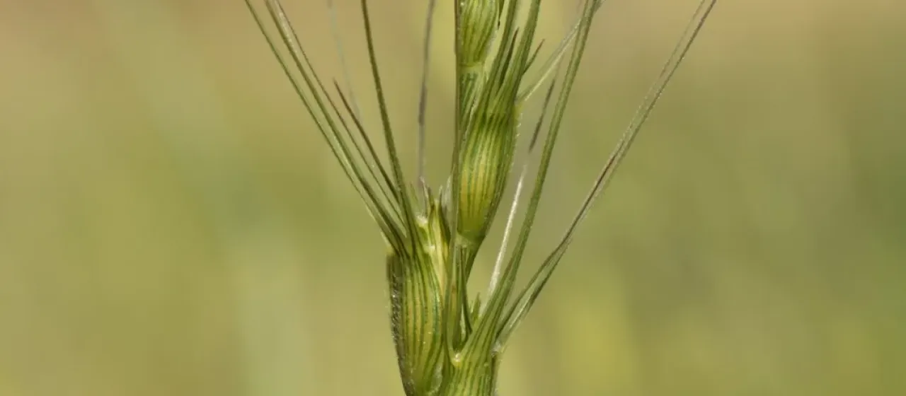 Barbed goatgrass