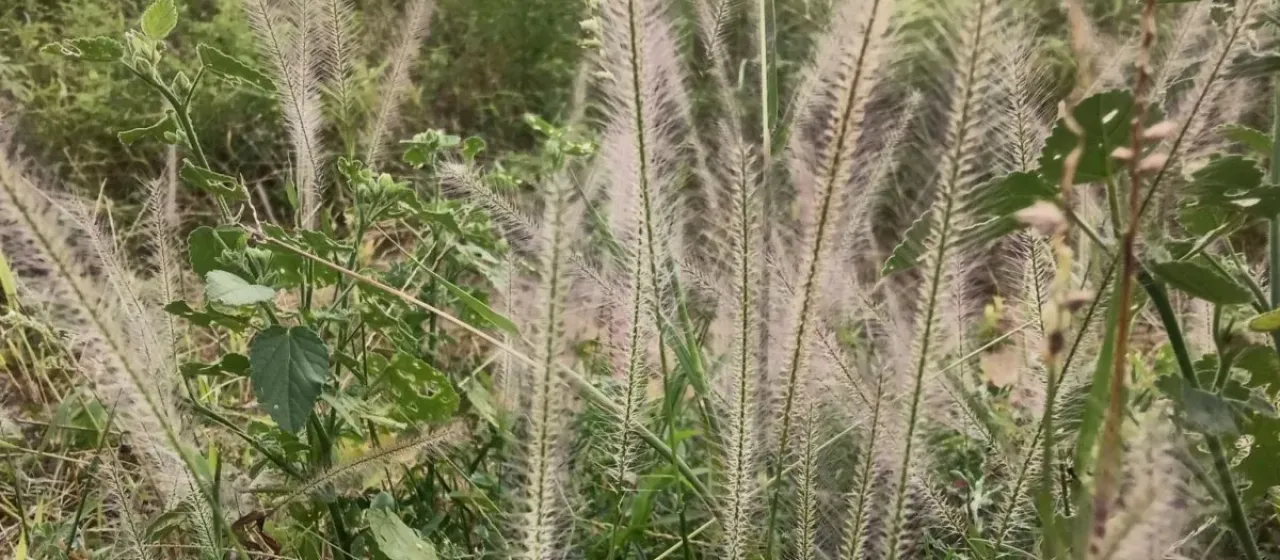 Perotis indica