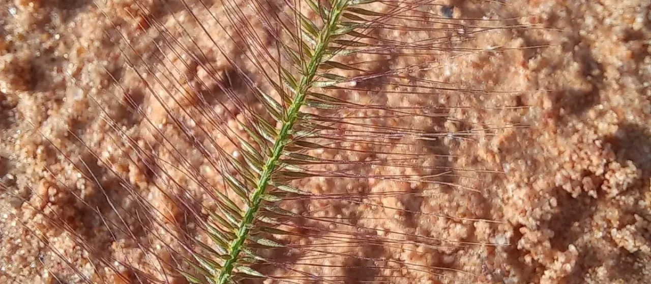 Perotis patens
