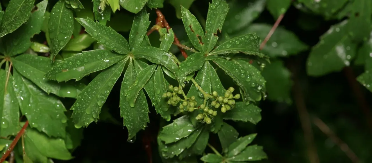 Seven-leaf creeper