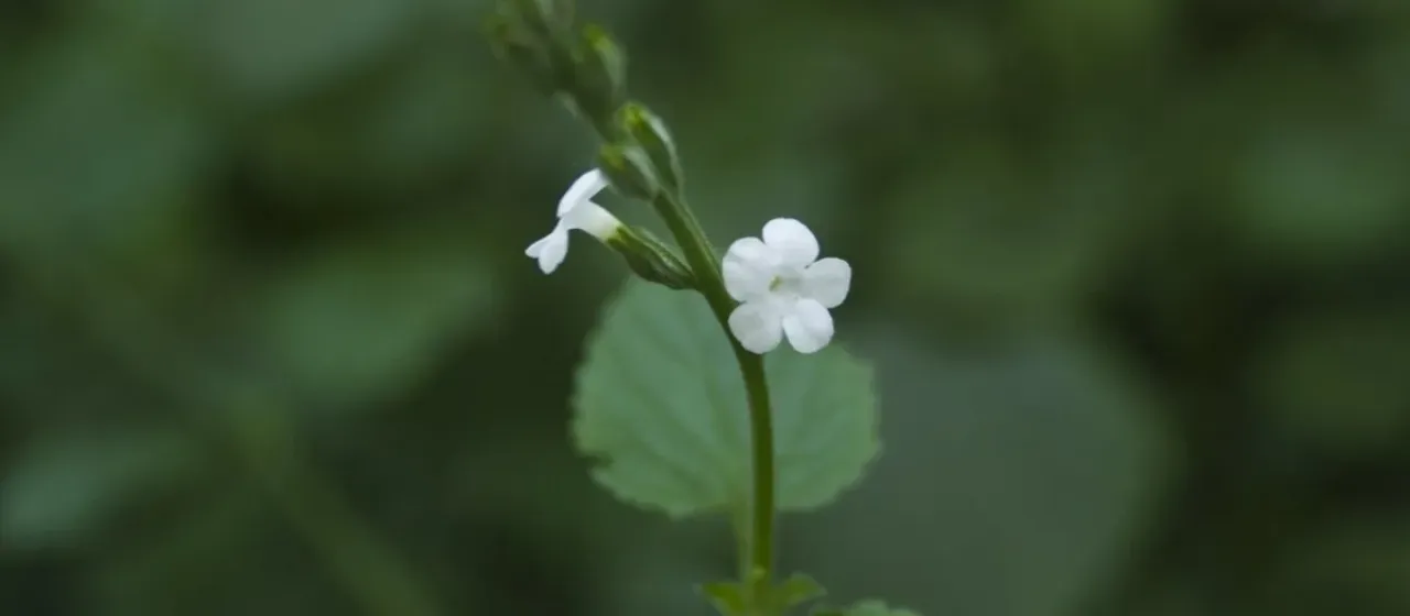 Priva cordifolia