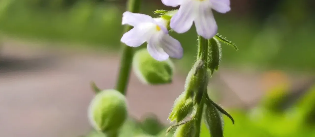 Priva lappulacea