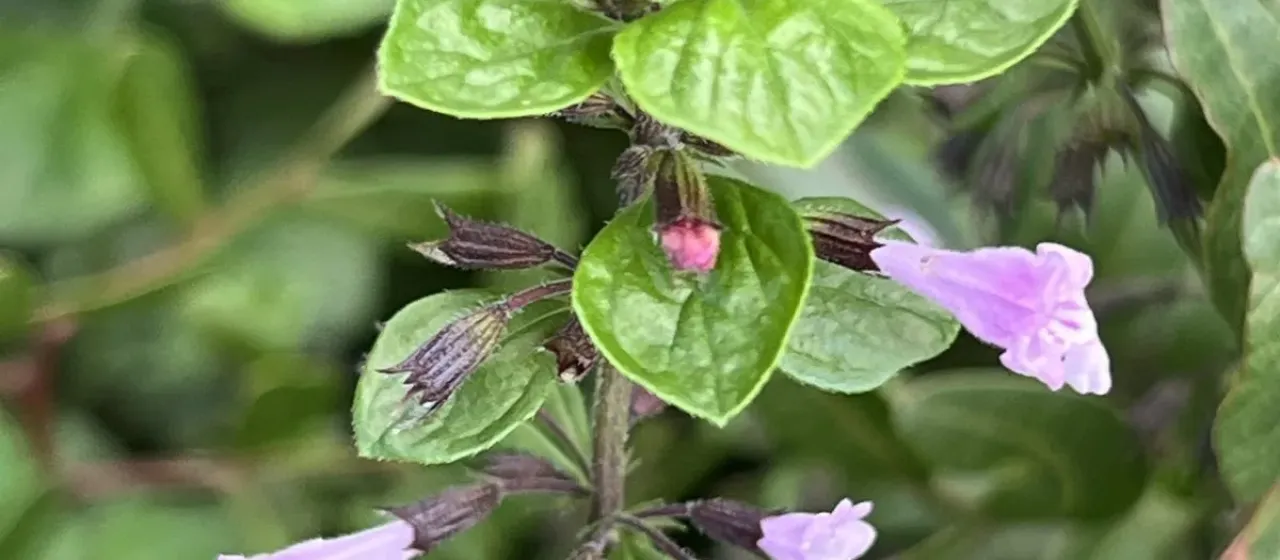Calamintha