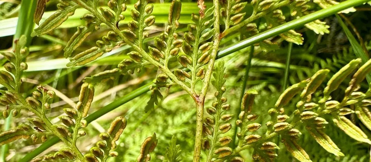 Scented fern